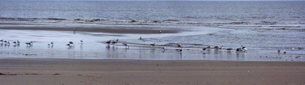 Birds that Lunch by Three-wheels