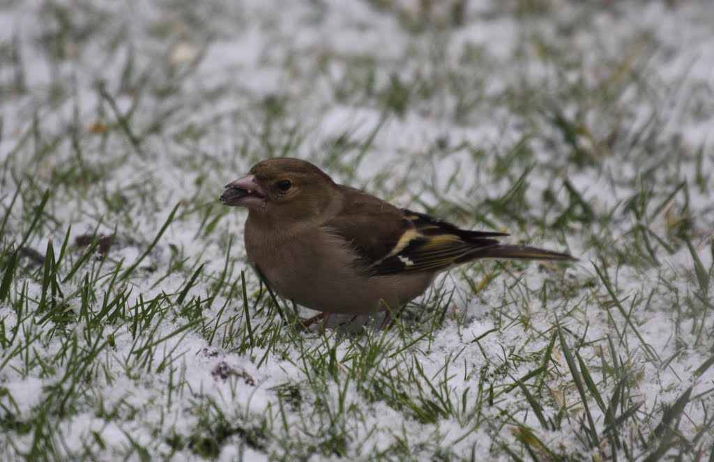 Female Chaffinch (Fringilla coelebs) by Baczyńska Hanna