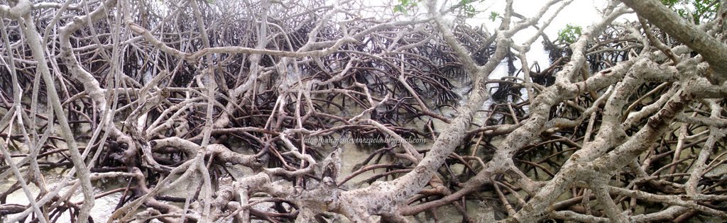 Parque Nac. Morrocoy - Manglar Cayo Muerto by Ender Morón (FotosYP…