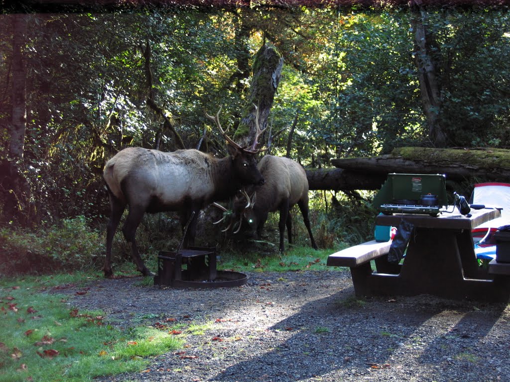 Breakfast Delayed, (2) 5 point bull elks Olympic NP by Bravo Charlie