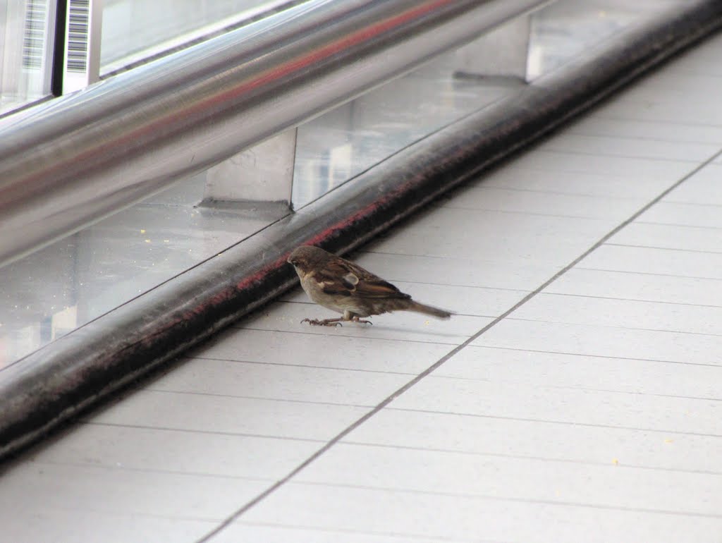 "Freedom or warm? That´s the question"... Bird inside the terminal during winter - Amsterdam-Schiphol (AMS), The Netherlands. by André Bonacin