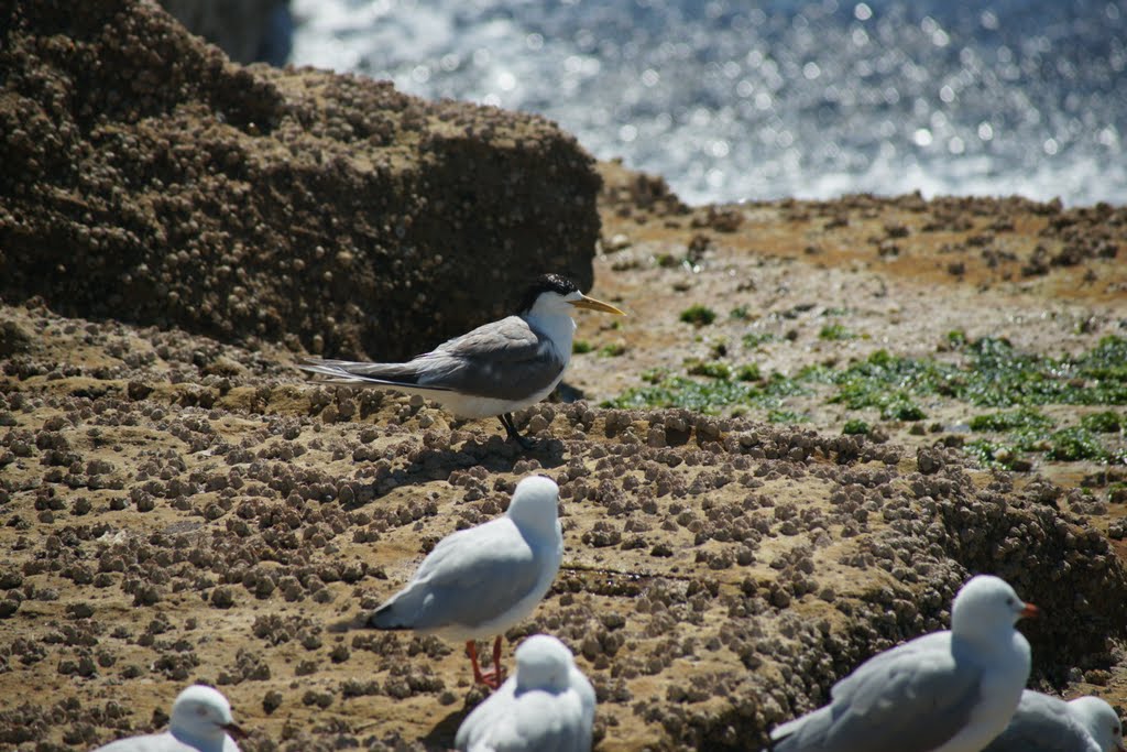 Sea Birds at Freshwater Beach by alan ventress