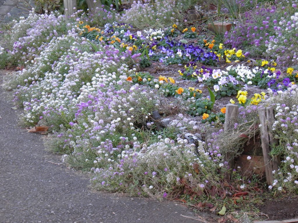 冬の花壇(Flower bed in winter I) by one day travelor