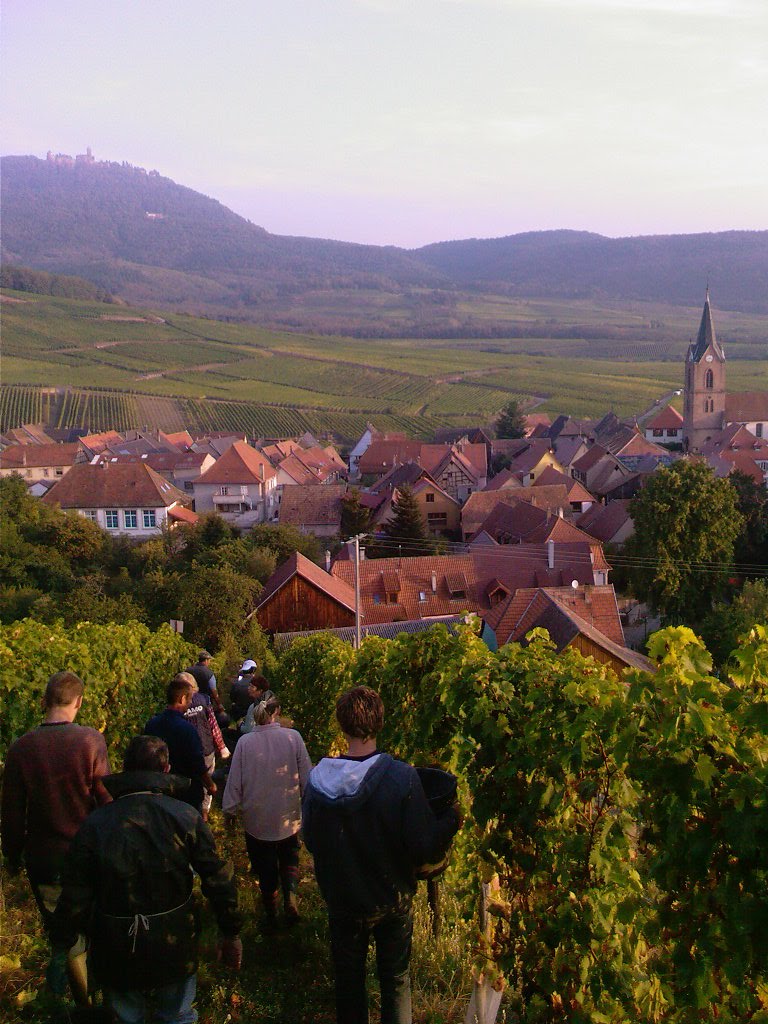 Vendanges sur les hauteurs de Rodern by Robert G