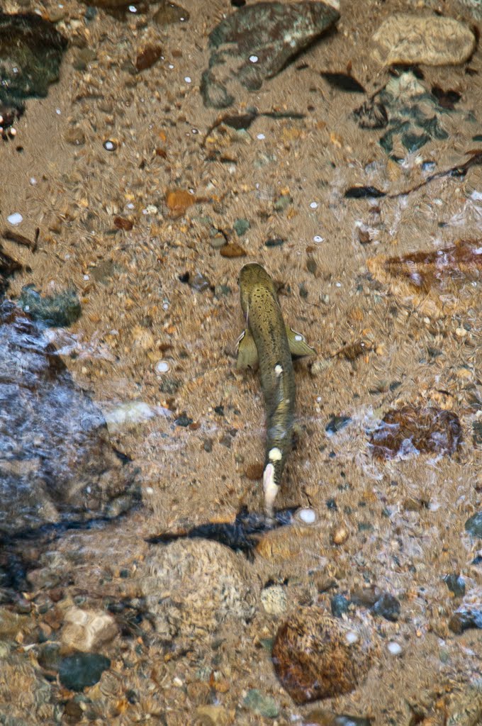 Salmon in the creek by Georgia  Combes