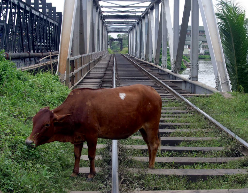 La vache qui aime regarder les trains by Christian PERLOT