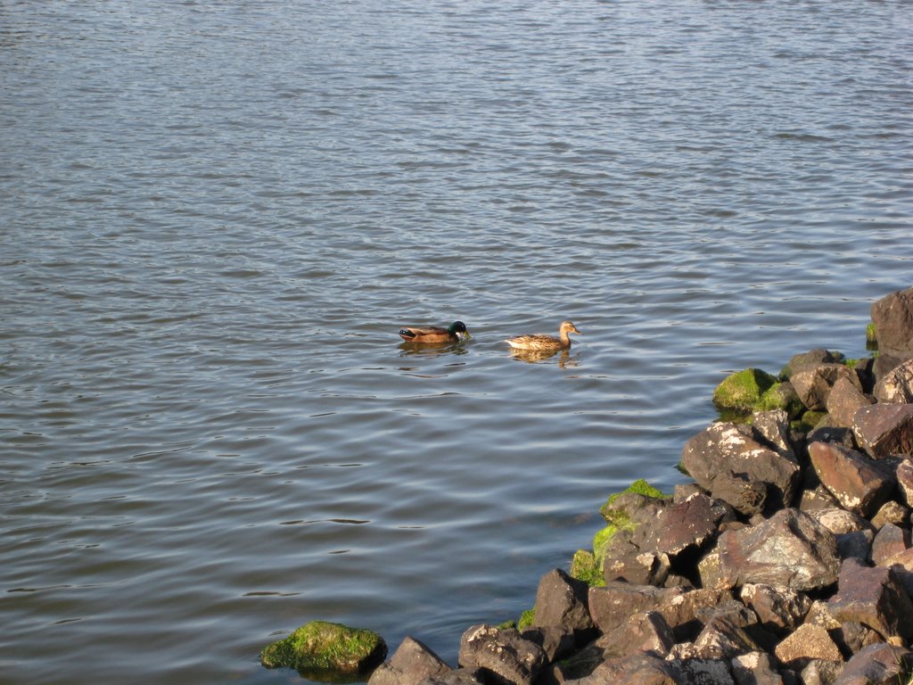 Patos en el canal de Kiel by Raúlgh