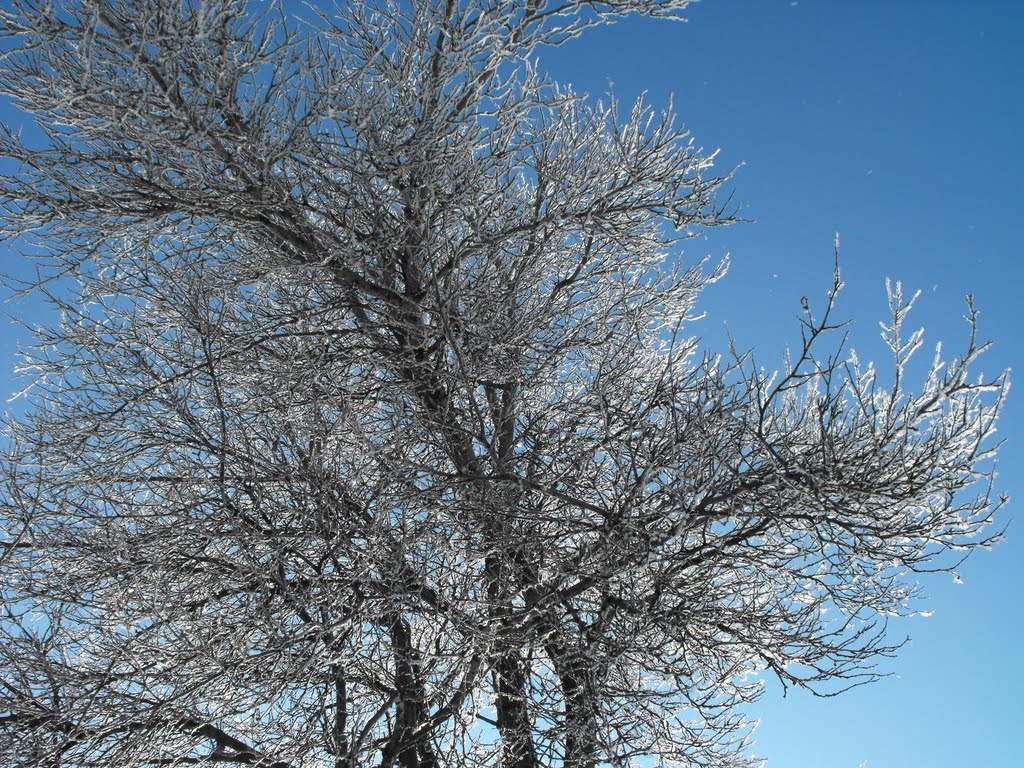 Tree in winter by Carl97