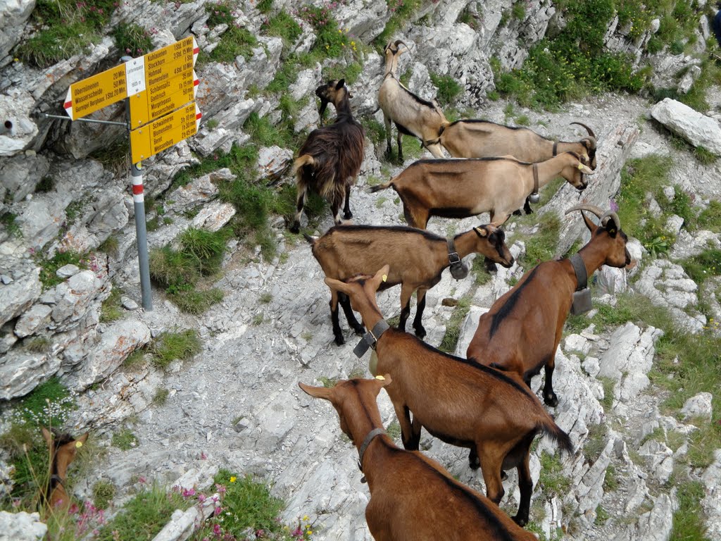 Ziegen auf dem Leiterenpass by trch