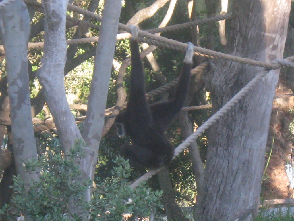 Santa Barbara Zoo by M.Tijssen