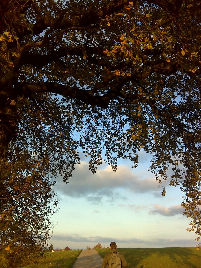 Incourt , Chemin du Manil, herfstzicht en boom in november. by dominiektruyers