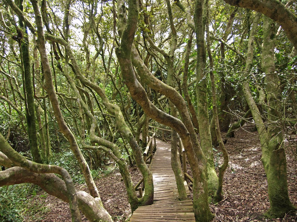 Parque National Fray Jorge by Manuel Sieber