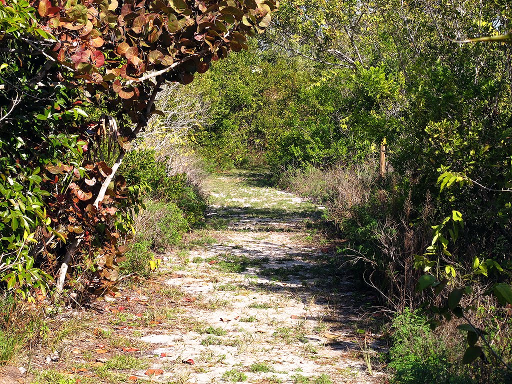 Trail/Road View by Tom Choma