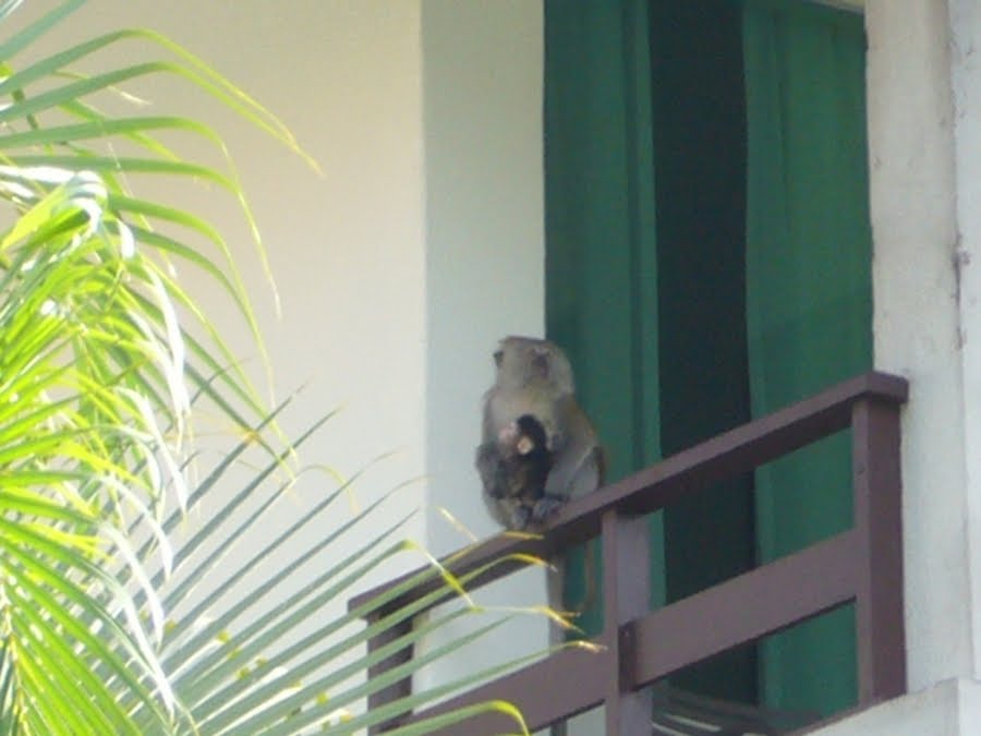 Visitor，Pangkor Island Beach Resort, Malaysia by LeiMing