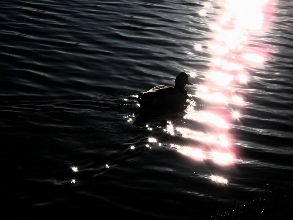 Duck in the sun by luciano mantovani