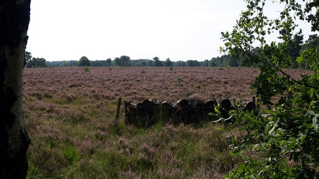 Bloeiende heide Grote Slink by Hans van der Aalst