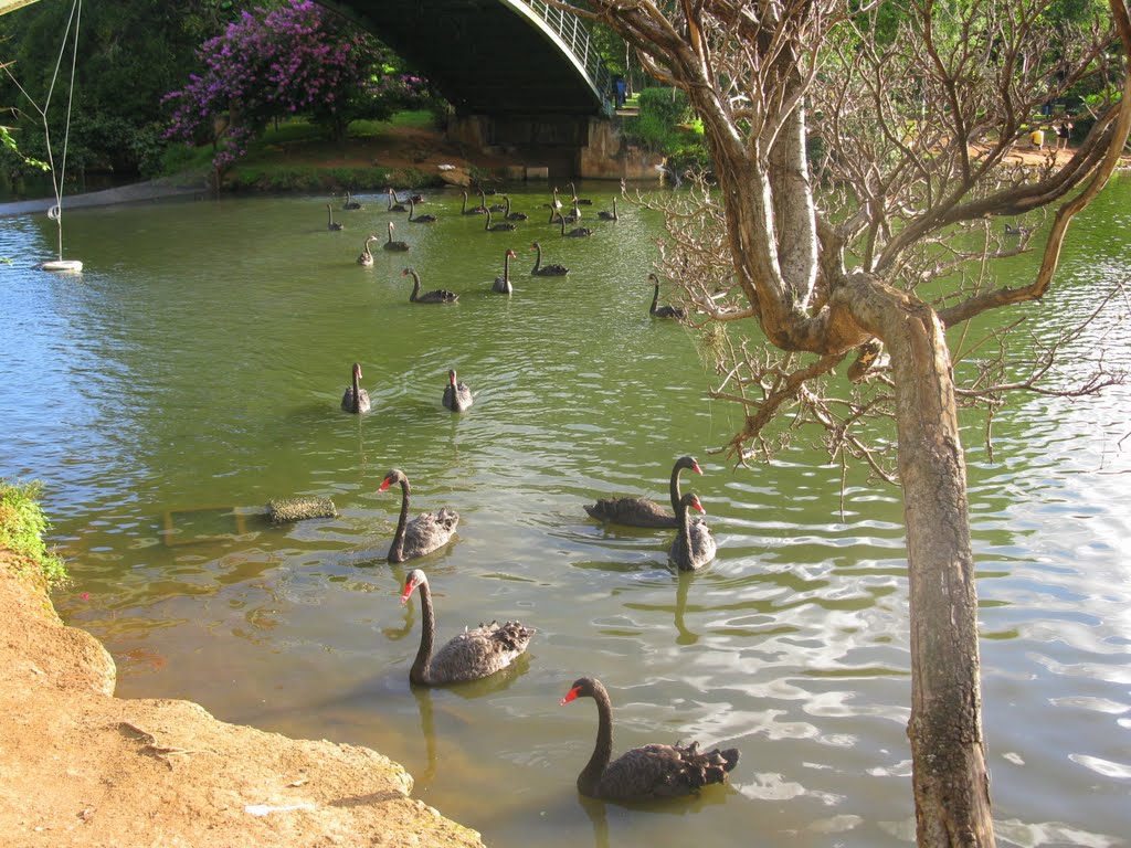 Parque do Ibirapuera by enioprado