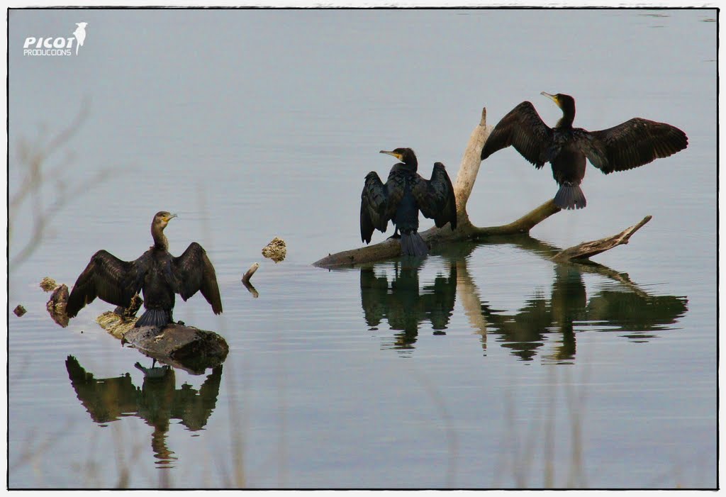 Corbs Marins al Riu Fluvià a Sant Pere Pescador. by © PICOT PRODUCCIONS