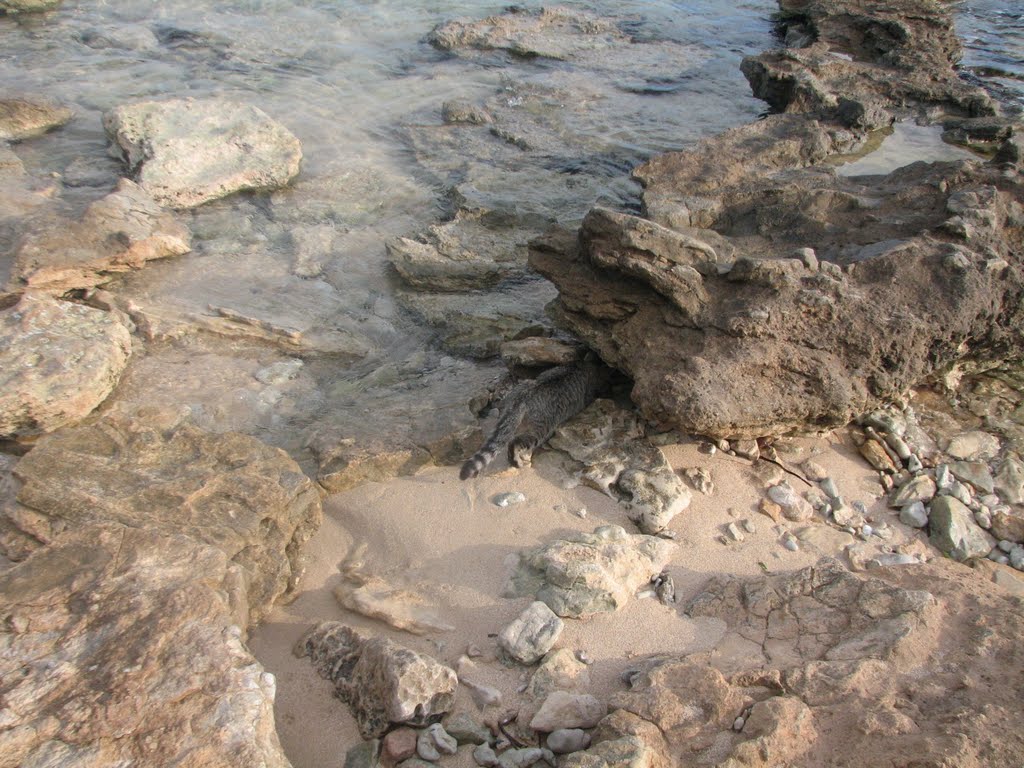 Su Pallosu: unico posto al mondo documentato, dove i gatti scendono in spiaggia.Al centro della foto felino colto con la testa sotto la roccia in riva al mare.Sito archeologico nuragico-naturale proposto per inserimento nella Lista del Patrimonio Umanità Unesco. by fogazzaro