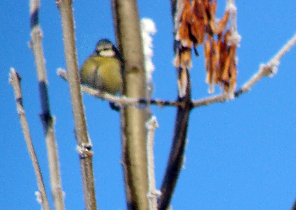 Fat Blue Tit in Balornock by bri@n