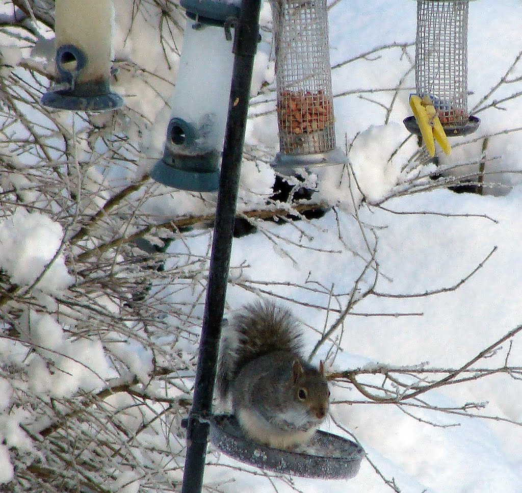 Squirrel Stealing Bird's Nuts by bri@n