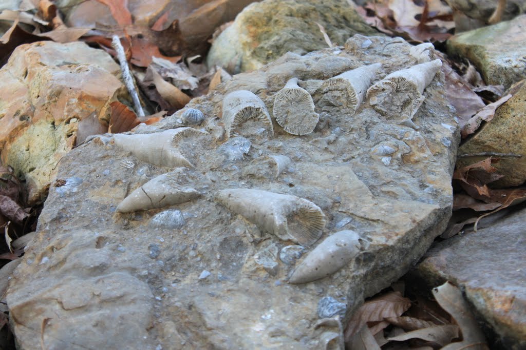 Tyrannosaurus Rex Teeth Fossil at Tom Hendrix's Wall by Ben_Tate