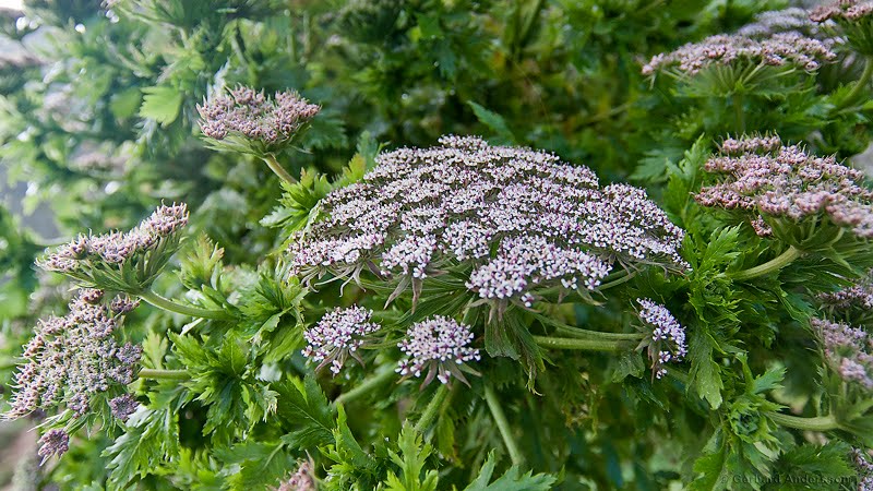 Flowers from the hiking path between Pico do Arieiro and Pico Ruivo , Blommor från vandringsleden mellan Pico do Arieiro och Pico Ruivo by gerhard@hallandsfoto…