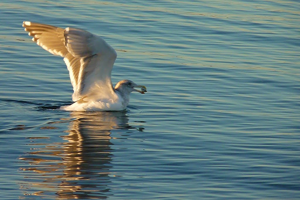 All Mine!! Parksville Bay, Vancouver Island, BC by d55parks