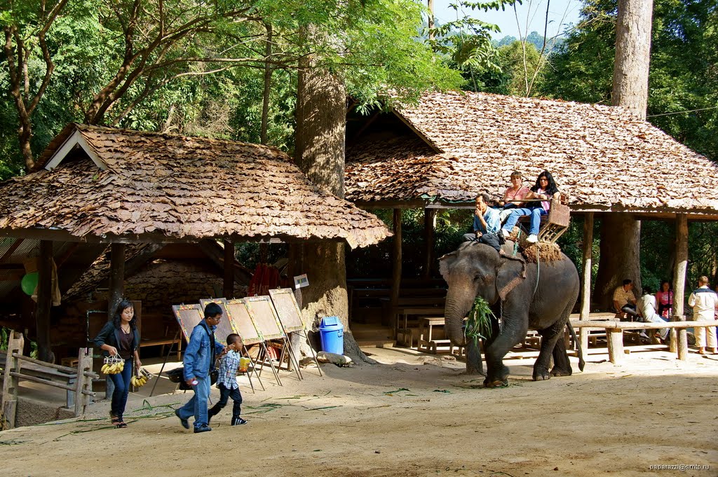 Thailand Maesa Elephant Camp by Paparazzi Stas