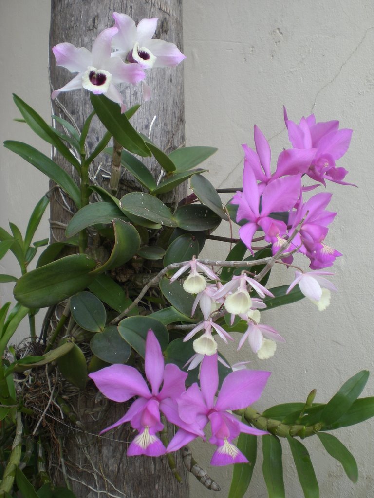 Três variedades de orquídeas num tronco de coqueiro - Dourados - Mato Grosso do Sul - MS - Brazil by Paulo Yuji Takarada