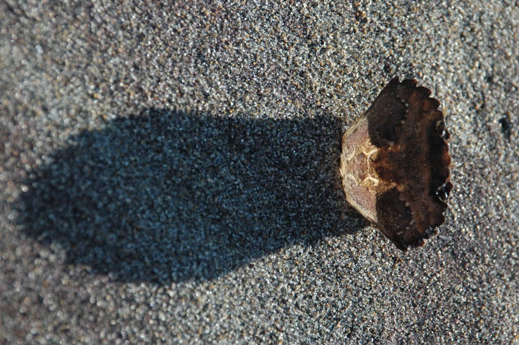 Green Crab (Carcinus maenas) Carapace by kuna121212