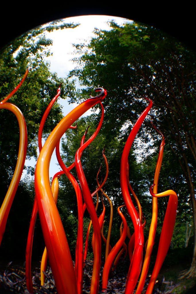 Chihuly Exhibit at Cheekwood Botanical Gardens by photoflygirl