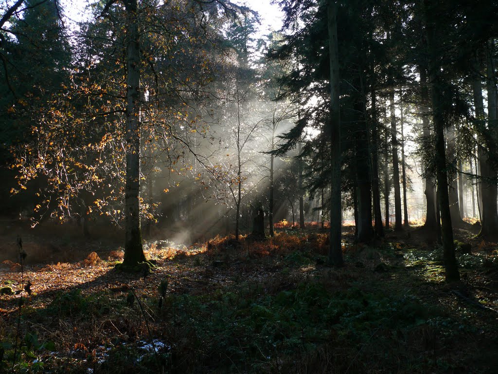 Blackwater Arboretum by diggers92