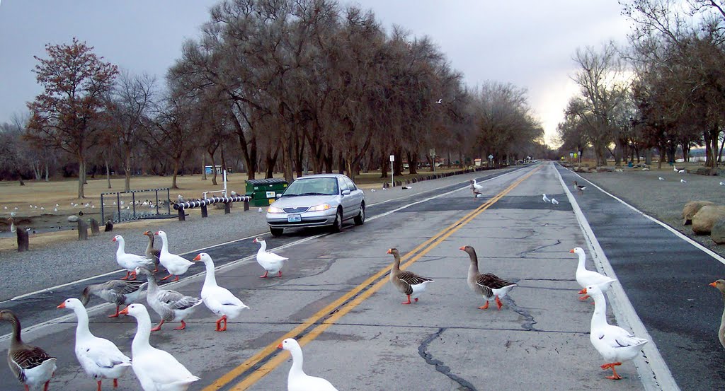 Goose Crossing, Kennwick WA U.S.A. by Foster Fanning