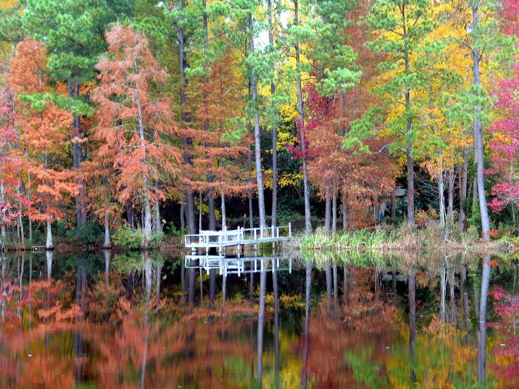 Black Swamp by Gerald Williams