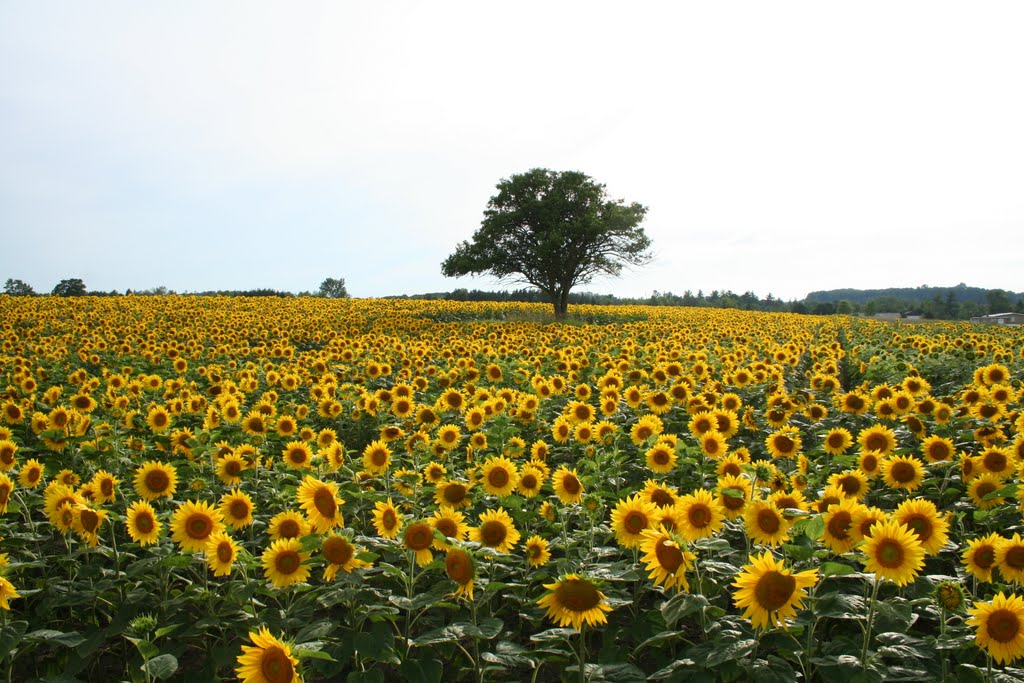 Sunflower fields forever by froej25