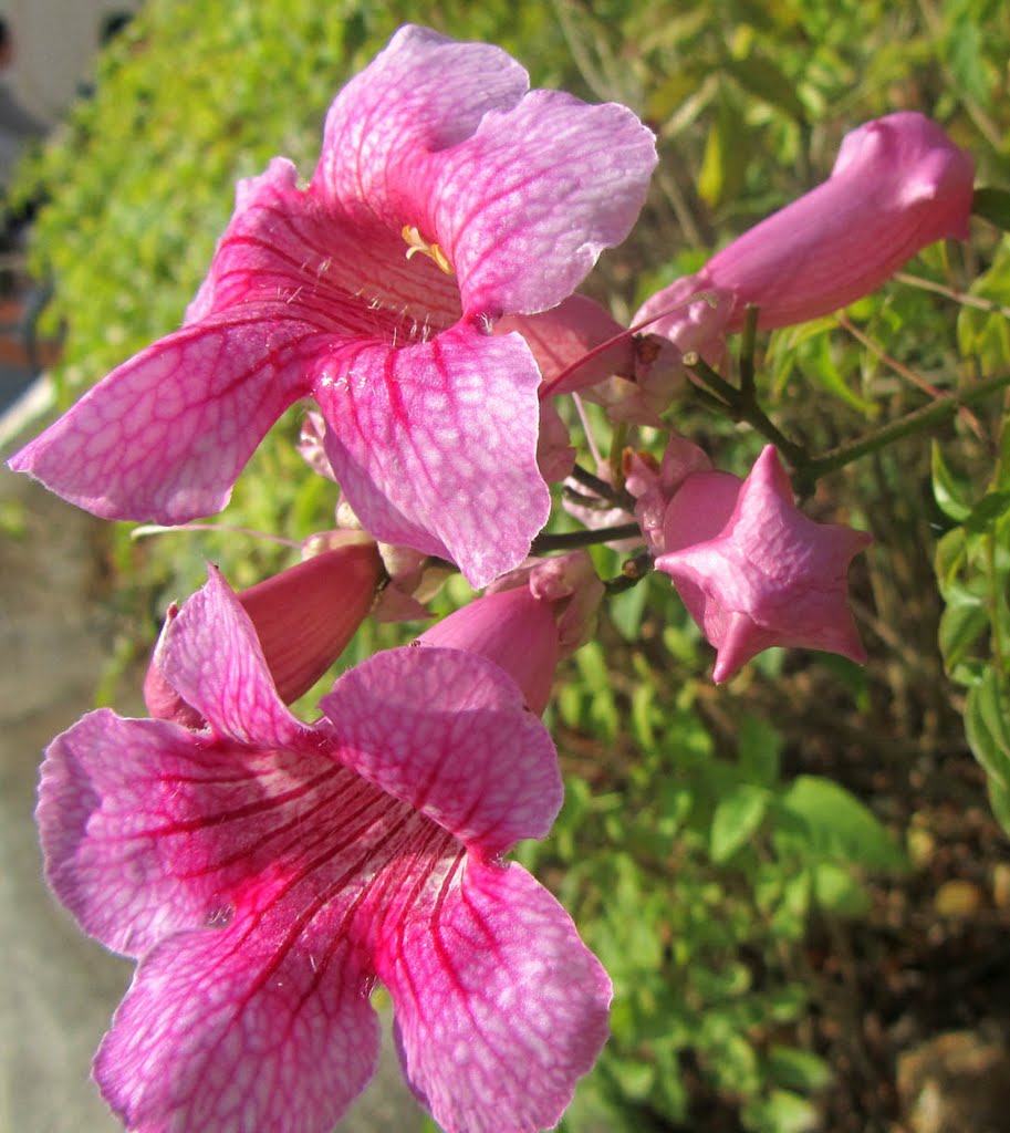 Five-pointed star bud by HUANG Xin