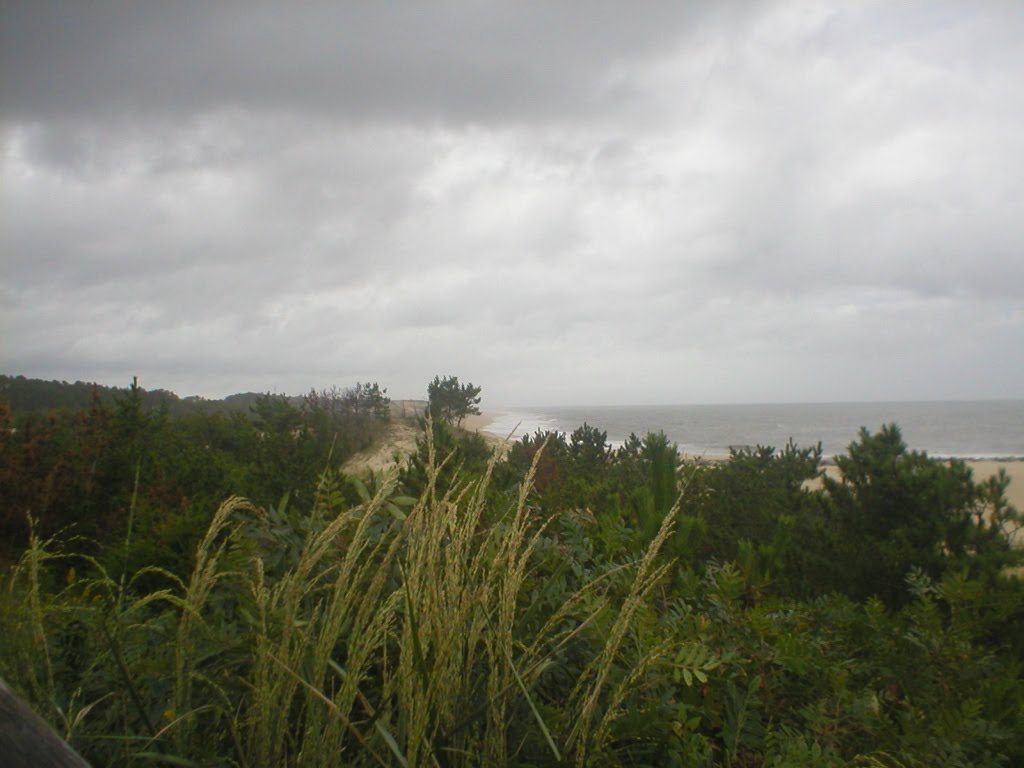 Looking NE from Herring Point Parking Lot, Cape Henlopen State Park by MarkJWalter