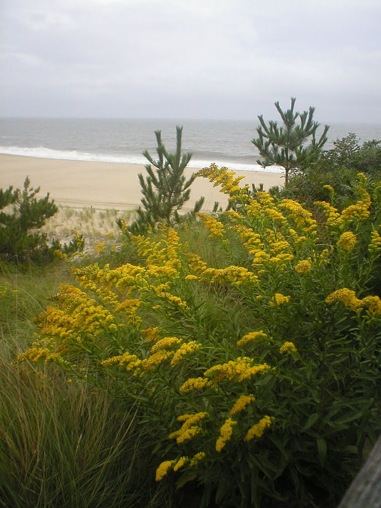 Goldenrod at Herring Point, Cape Henlopen State Park, 9/28/10 by MarkJWalter