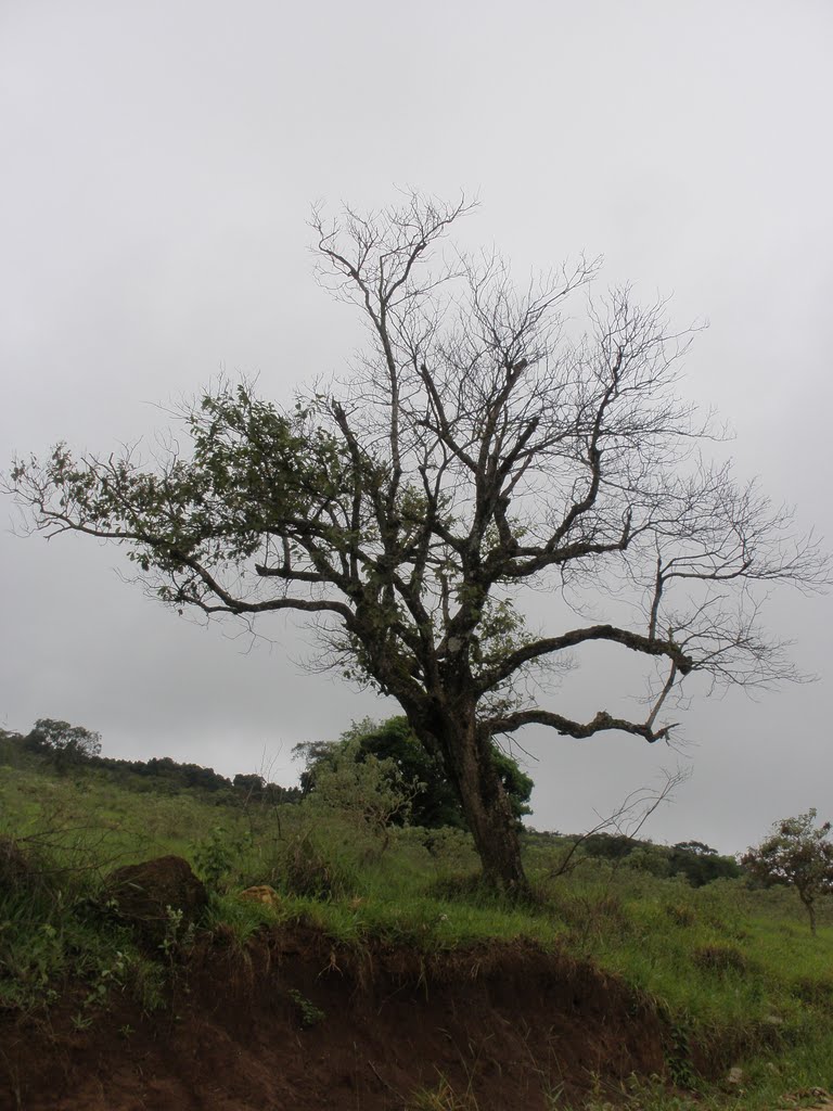 Paisagem local by Rogério Santos Perei…