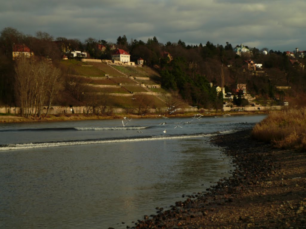 Elbtal bei Blasewitz by Aussiger