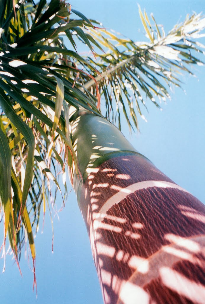 Palm tree, Key West by Livia Schäffler