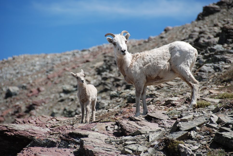 Bighorn Sheep by bencarlson56