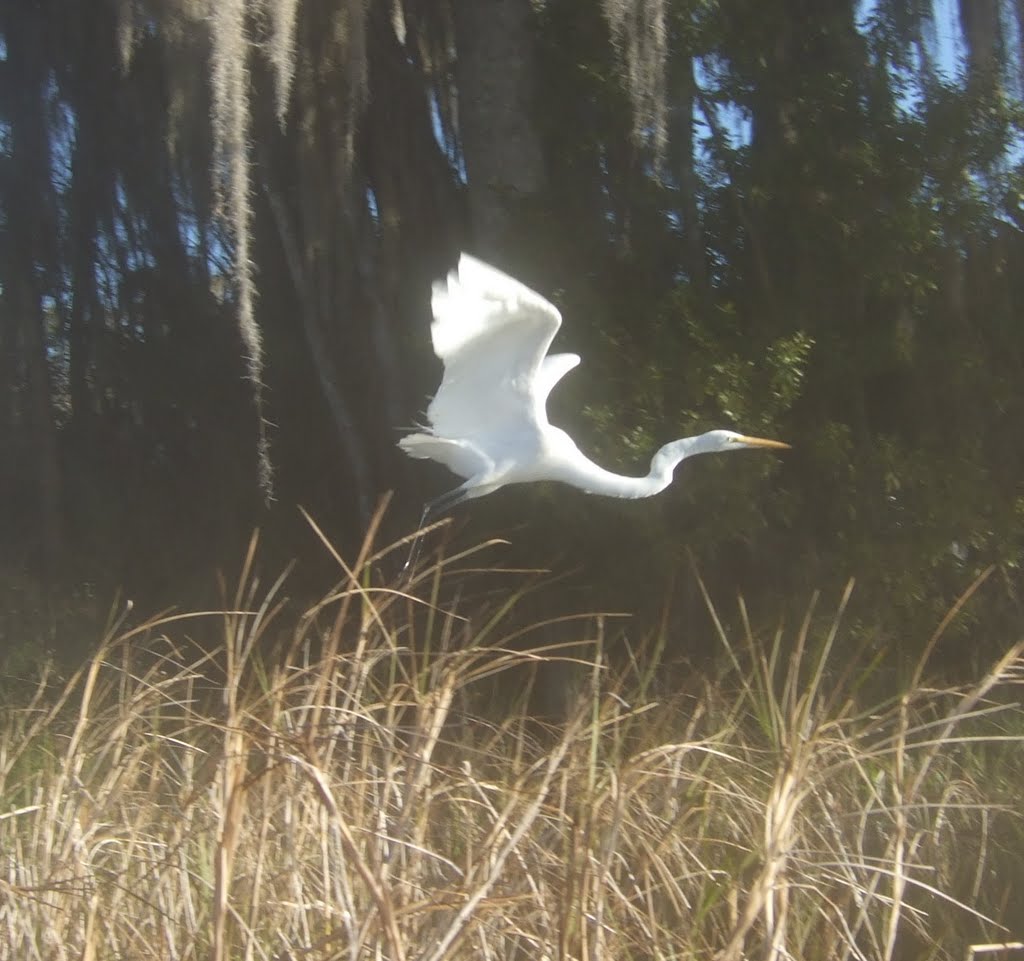 On the Rainbow River, December 2010, early morning Kayak run , just outside "Dos Rios" http://www.naples2globe.com/dosrios by elsabeeough