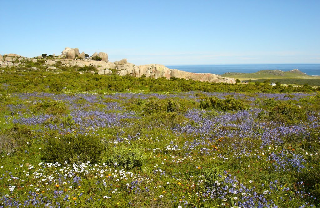 Frühling im Westküsten-Nationalpark by richard albrecht