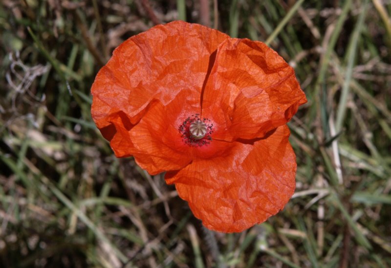 Wildmohn by Harry Meschke