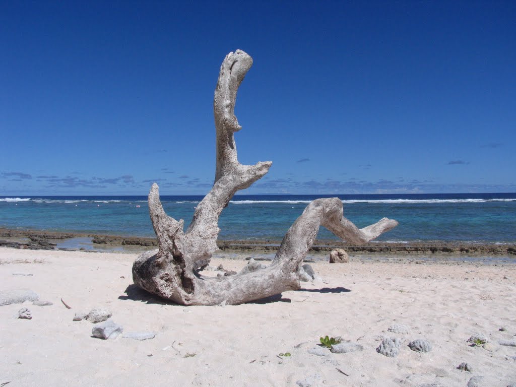 Driftwood by dscal