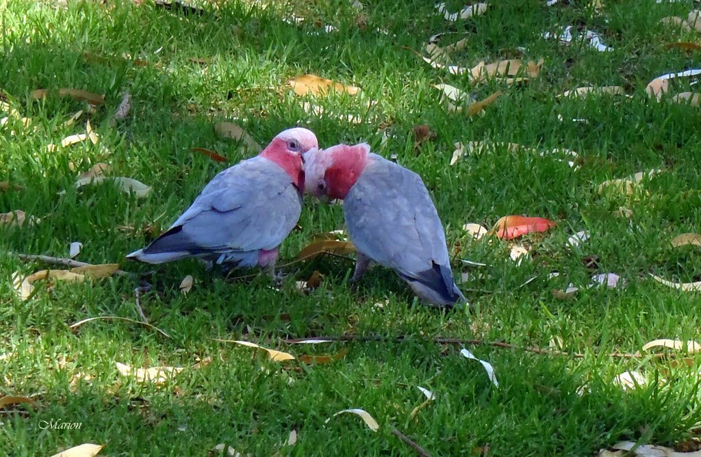 Young love !! by Cindy Breen