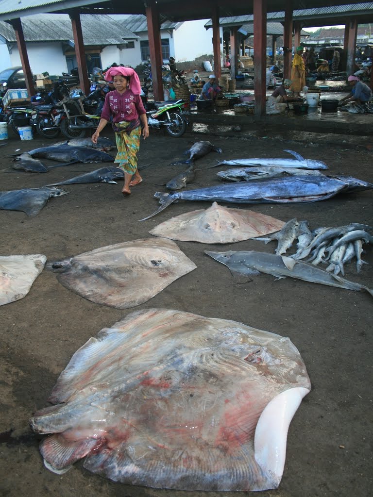 Haifischmarkt Tanjung Luar by A.Weisser