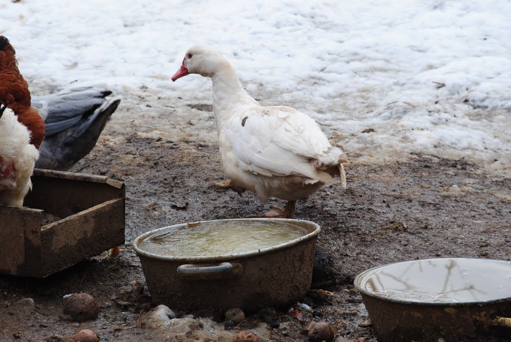 Un froid de canard . by corella.andré